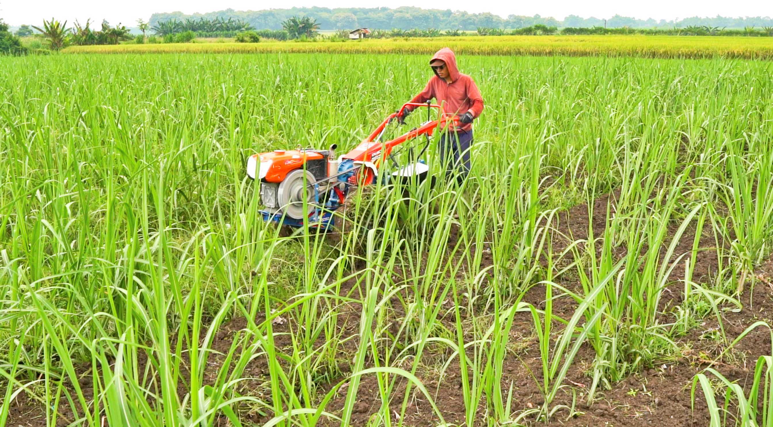 Foto Mendangir